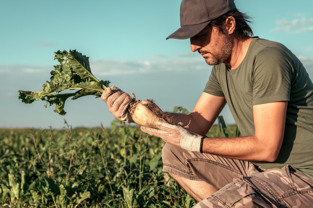 Male Farmer Posing In Sugar Beet Field